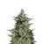Anesthesia Auto, Фасовка: 5+2