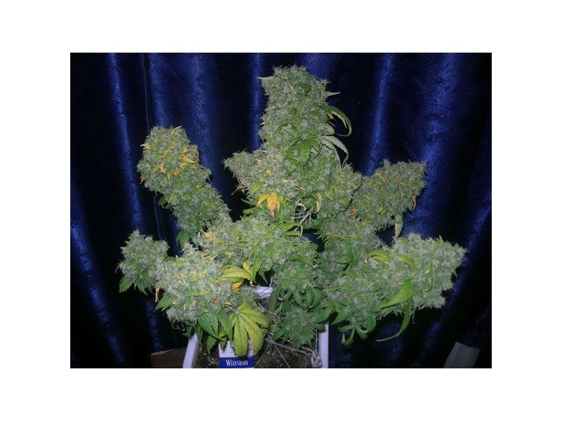 Auto AK 47, Фасовка: 5, изображение 2
