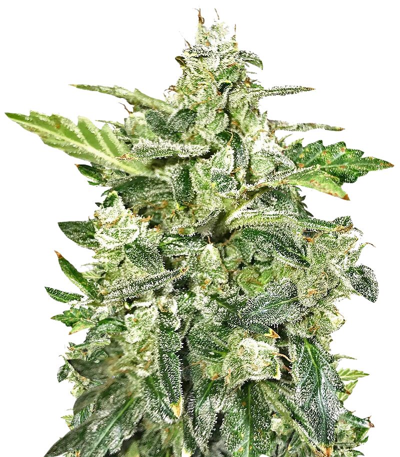 Anesthesia Auto, Фасовка: 3+1, изображение 2