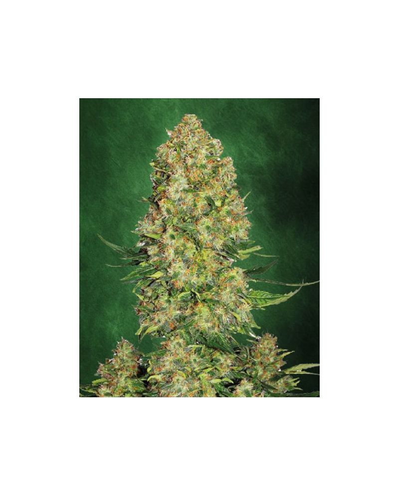 Auto AK 47, Фасовка: 5